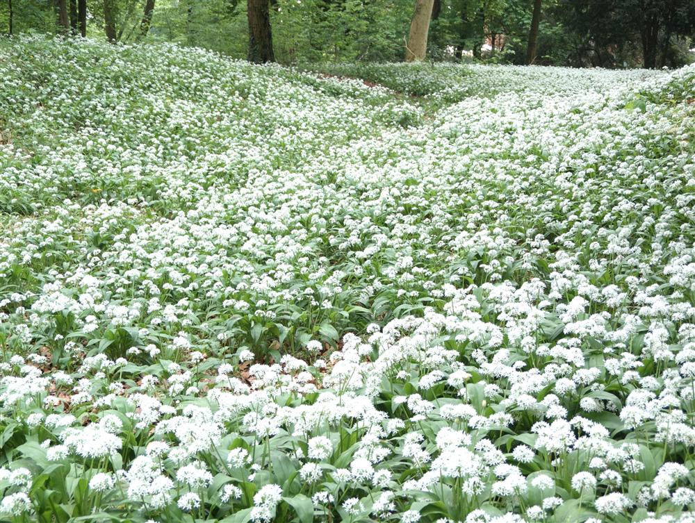 Monza (Monza e Brianza, Italy) - Wild garlic flowers in the Park of Monza